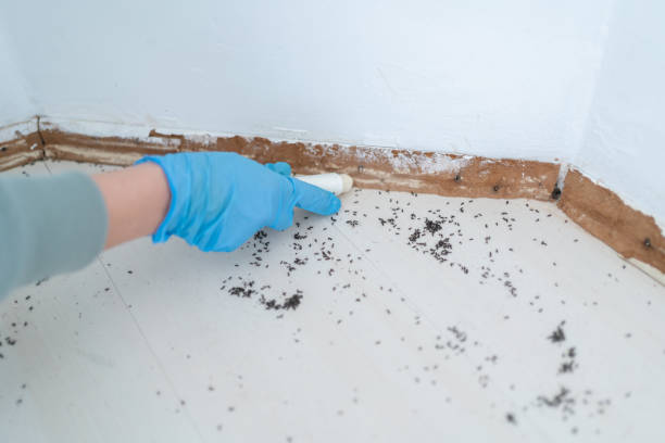 Best Cockroach Control Services  in Carlisle, KY